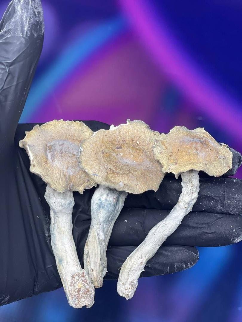 buy dried shrooms online